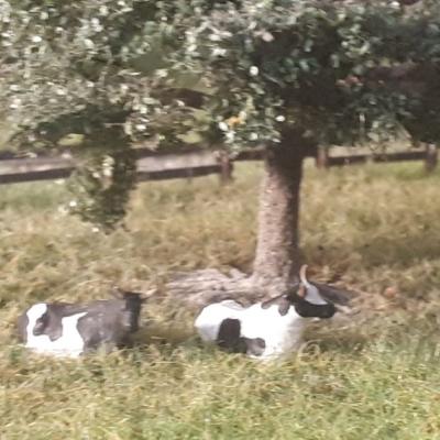 Image018